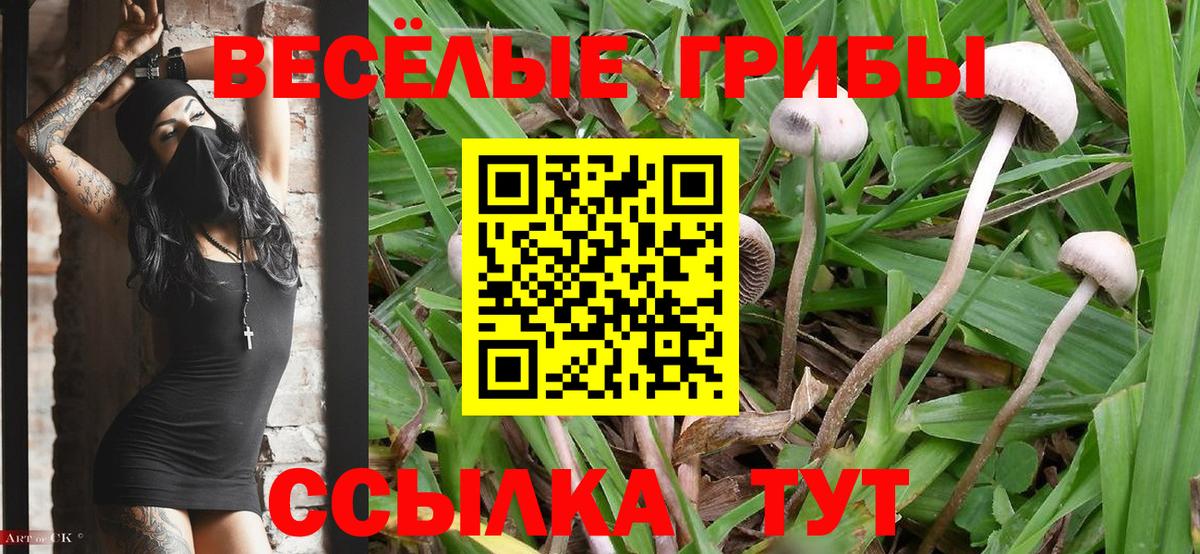 Галлюциногенные грибы Psilocybe Чебоксары